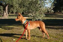 MAGGIE, Hund, Podenco in Spanien - Bild 6