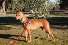 MAGGIE, Hund, Podenco in Spanien - Bild 7