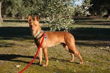 MAGGIE, Hund, Podenco in Spanien - Bild 8