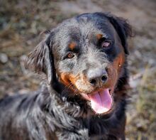 BEAR, Hund, Rottweiler in Spanien