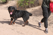 BEAR, Hund, Rottweiler in Spanien - Bild 2