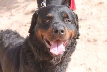 BEAR, Hund, Rottweiler in Spanien - Bild 3