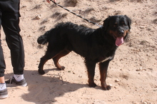 BEAR, Hund, Rottweiler in Spanien - Bild 4