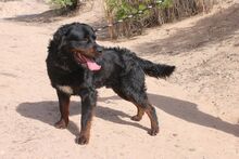 BEAR, Hund, Rottweiler in Spanien - Bild 5