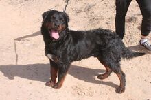 BEAR, Hund, Rottweiler in Spanien - Bild 6