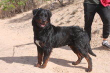 BEAR, Hund, Rottweiler in Spanien - Bild 7