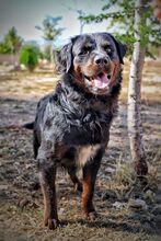 BEAR, Hund, Rottweiler in Spanien - Bild 8