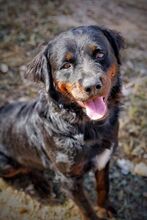 BEAR, Hund, Rottweiler in Spanien - Bild 9