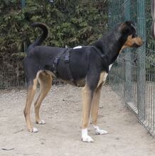 MARSIPAN, Hund, Mischlingshund in Rumänien - Bild 6