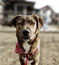 UMER, Hund, Mischlingshund in Holzheim - Bild 2