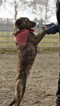 UMER, Hund, Mischlingshund in Holzheim - Bild 5