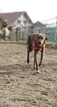 UMER, Hund, Mischlingshund in Holzheim - Bild 7