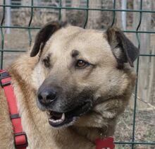 ROMEO, Hund, Kangal-Mix in Rumänien - Bild 1