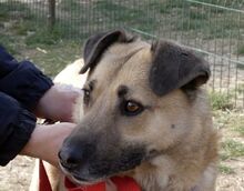 ROMEO, Hund, Kangal-Mix in Rumänien - Bild 10