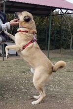 ROMEO, Hund, Kangal-Mix in Rumänien - Bild 2