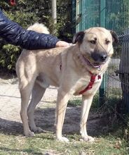 ROMEO, Hund, Kangal-Mix in Rumänien - Bild 3