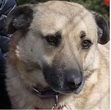 ROMEO, Hund, Kangal-Mix in Rumänien - Bild 4