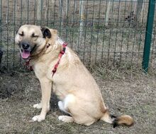 ROMEO, Hund, Kangal-Mix in Rumänien - Bild 5