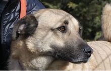 ROMEO, Hund, Kangal-Mix in Rumänien - Bild 6