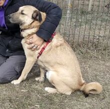 ROMEO, Hund, Kangal-Mix in Rumänien - Bild 7