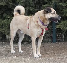 ROMEO, Hund, Kangal-Mix in Rumänien - Bild 8