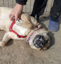 ROMEO, Hund, Kangal-Mix in Rumänien - Bild 9