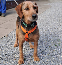 MARGE, Hund, Jagdhund-Mix in Bad Oeynhausen - Bild 3