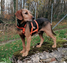 MARGE, Hund, Jagdhund-Mix in Bad Oeynhausen - Bild 4