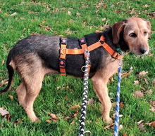 MARGE, Hund, Jagdhund-Mix in Bad Oeynhausen - Bild 5