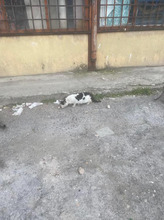 PIRATKO, Katze, Europäisch Kurzhaar in Bulgarien - Bild 7