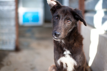 RICK, Hund, Mischlingshund in Duisburg