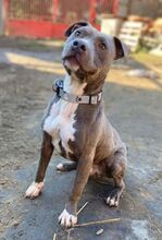 BLUE, Hund, Staffordshire Bull Terrier-Mix in Slowakische Republik - Bild 2