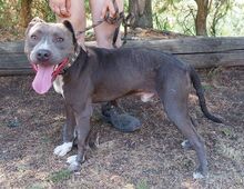 BLUE, Hund, Staffordshire Bull Terrier-Mix in Slowakische Republik - Bild 3