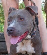 BLUE, Hund, Staffordshire Bull Terrier-Mix in Slowakische Republik - Bild 4