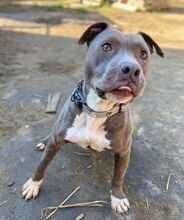 BLUE, Hund, Staffordshire Bull Terrier-Mix in Slowakische Republik - Bild 6