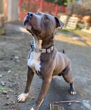 BLUE, Hund, Staffordshire Bull Terrier-Mix in Slowakische Republik - Bild 7