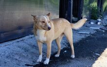 JUSTUS, Hund, Mischlingshund in Friedberg - Bild 6