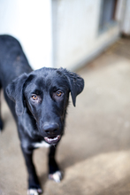 PETER, Hund, Mischlingshund in Duisburg