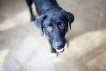 PETER, Hund, Mischlingshund in Duisburg - Bild 2