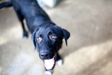 PETER, Hund, Mischlingshund in Duisburg - Bild 3