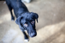 PETER, Hund, Mischlingshund in Duisburg - Bild 4