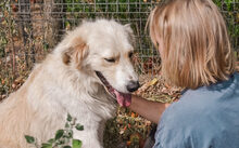 BURTON, Hund, Mischlingshund in Burgwedel - Bild 2