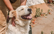 BURTON, Hund, Mischlingshund in Burgwedel - Bild 3