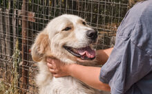 BURTON, Hund, Mischlingshund in Burgwedel - Bild 4