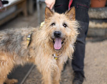 ASTI, Hund, Mischlingshund in Stadland