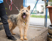 ASTI, Hund, Mischlingshund in Stadland - Bild 2