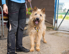 ASTI, Hund, Mischlingshund in Stadland - Bild 3