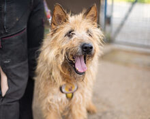 ASTI, Hund, Mischlingshund in Stadland - Bild 4