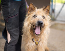 ASTI, Hund, Mischlingshund in Stadland - Bild 5