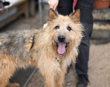 ASTI, Hund, Mischlingshund in Stadland - Bild 6